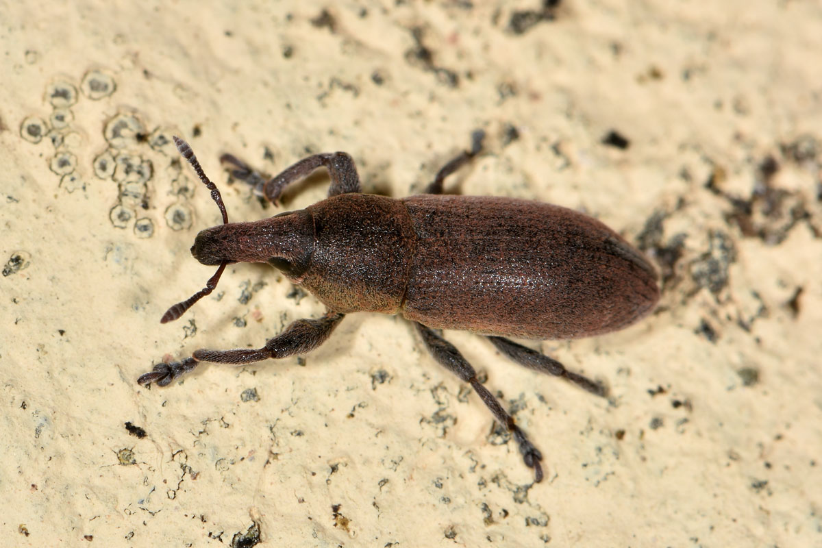 Curculionidae:  Lixus angustus?  S !